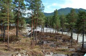 Горный Алтай : Поваленные деревья около Аскатского моста 