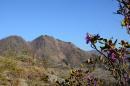 Горный Алтай : Отдых в Чемале : Цветущий маральник на горе Бешпек
