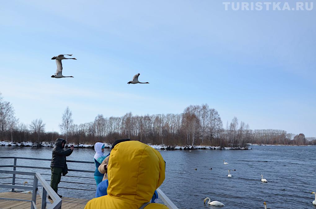 Лебединое озеро на Алтае