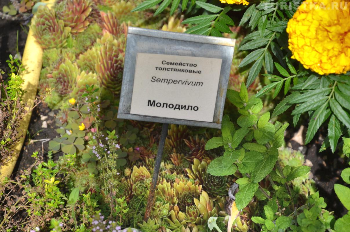 Молодило