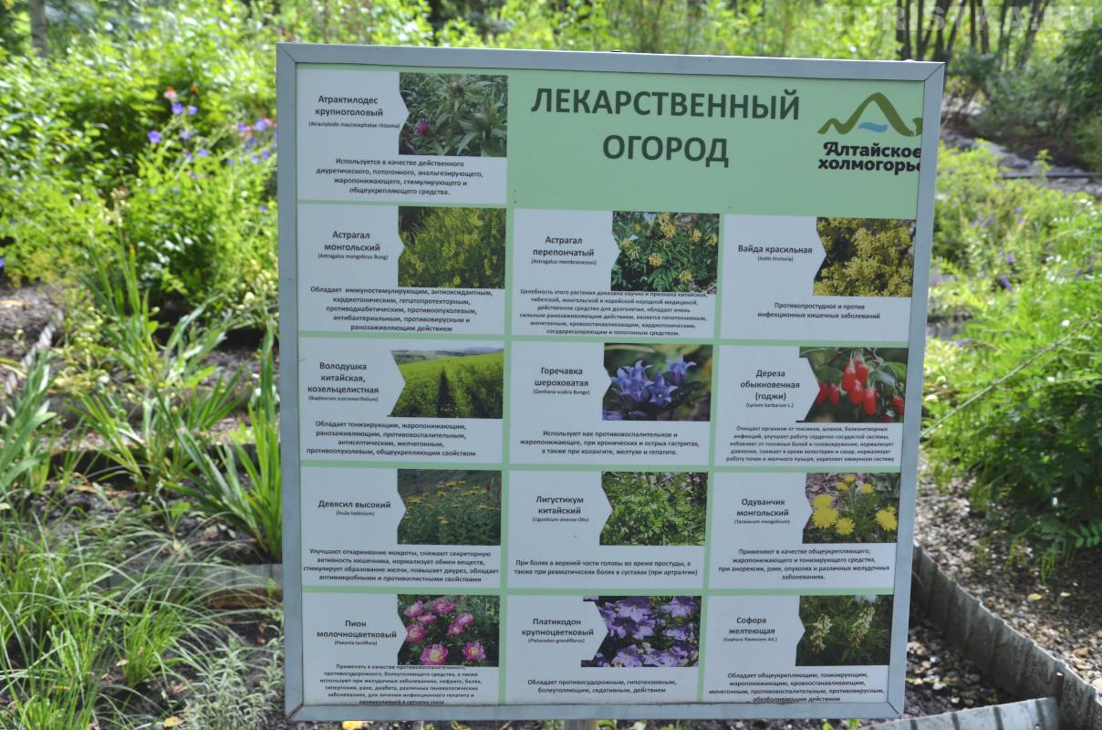 Лекарственный огород