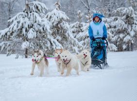 Алтай : Гонка на собачьих упряжках По седому Алтаю 2021 : Гамаюнова Анастасия, нарта-спринт 4 собаки
