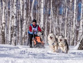 Алтай : Гонка на собачьих упряжках По седому Алтаю 2021 : Решетова Любовь. Нарта 50 км, 8 собак