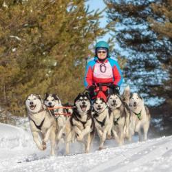 Алтай : Гонка на собачьих упряжках По седому Алтаю 2021 : Лузянина Майя. Нарта 8 собак, 50 км