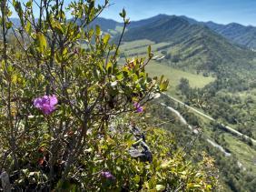 Вид с горы Шаманка на Чуйский тракт и реку Сема