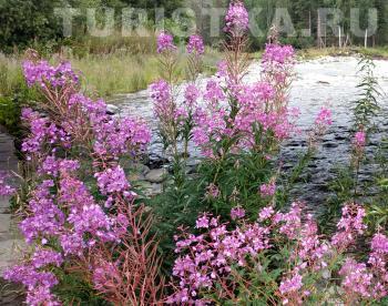 Иван-Чай (Кипрей узколистный)