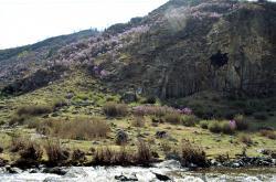 Горный Алтай : Цветение маральника : Цветущий маральник за Чике-Таманом перед с. Купчегень 2015