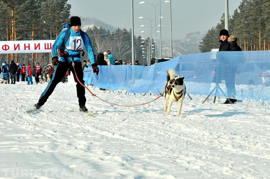 Андрей Поздняков, Кемерово, 25 км, 2 собаки