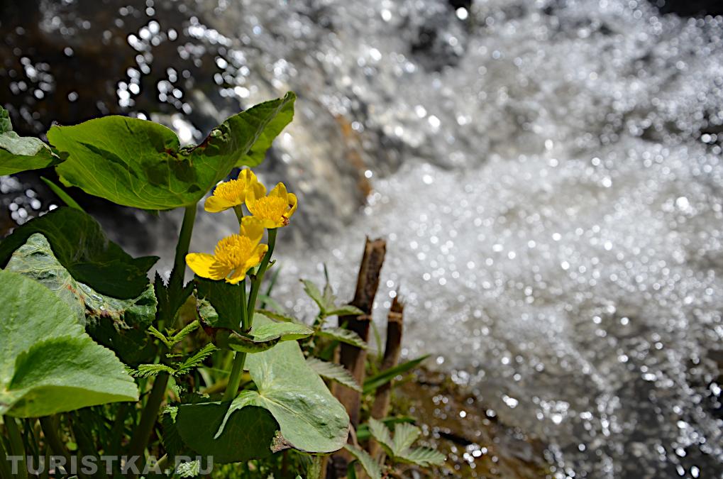 Цветы рядом с водопадом