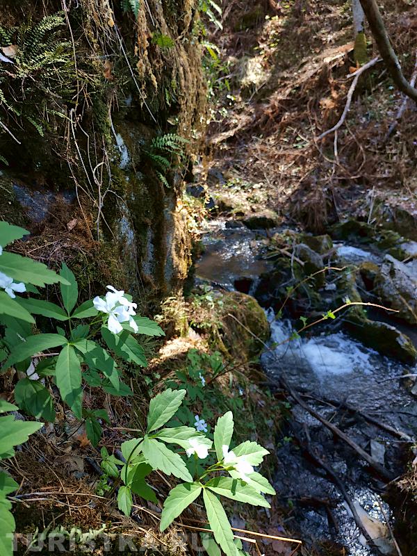 Камни и цветы на Черемшанском водопаде