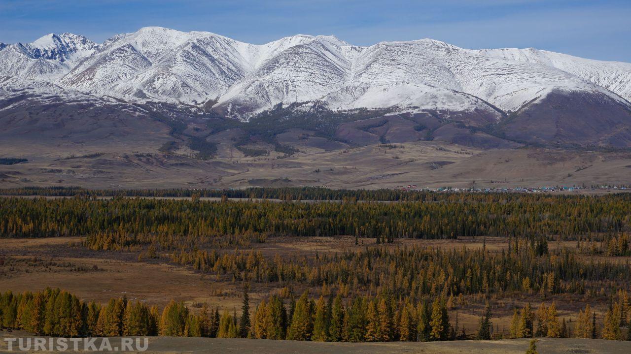 Золотая осень 2024. Курай
