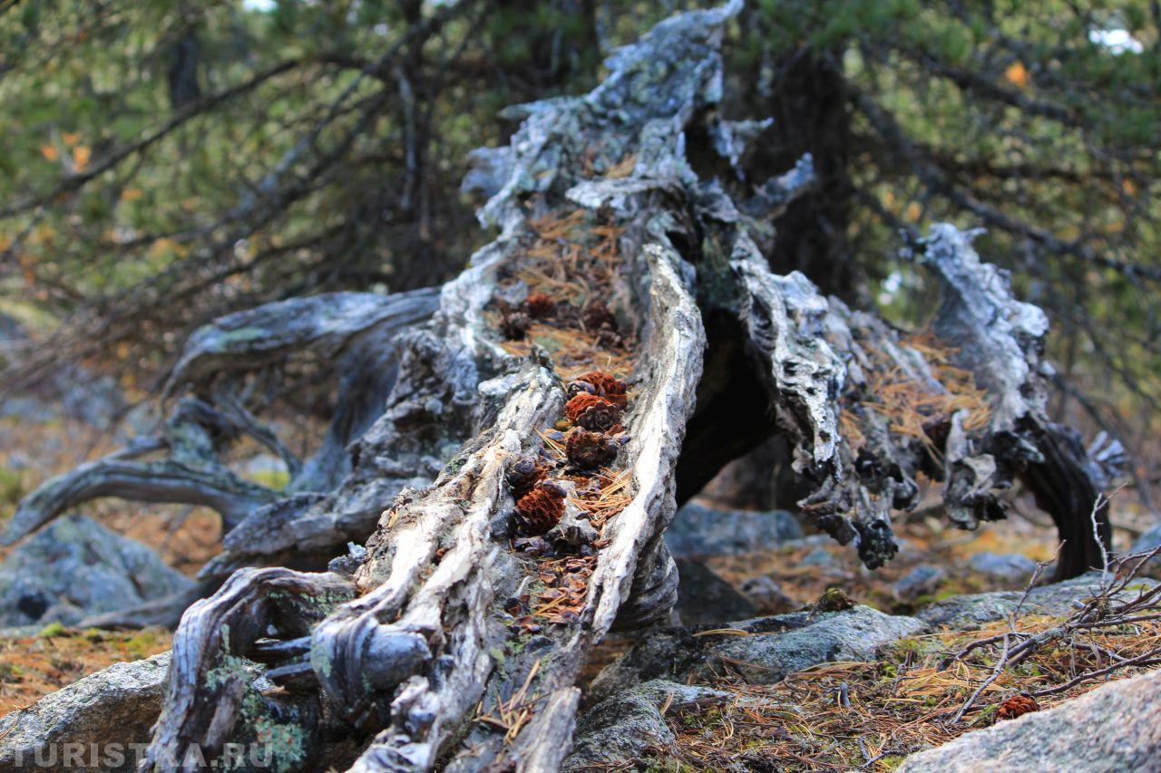 Золотая осень 2024. Кедровый бор в районе горы Алтын-Туу