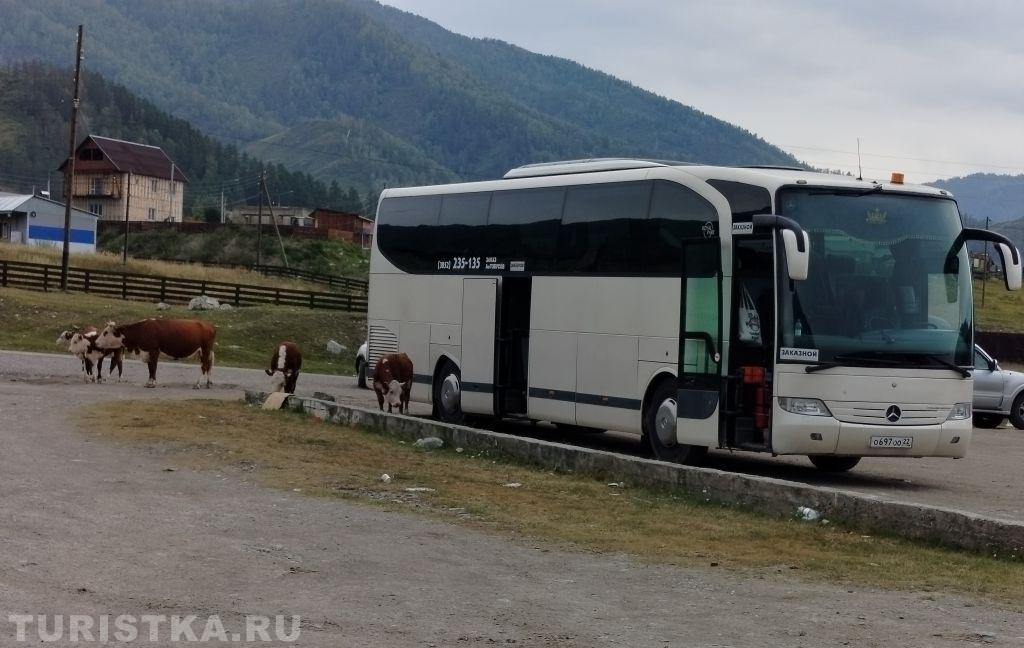 Смехотурики 2025. Автор Сербина Елена, Онгудай