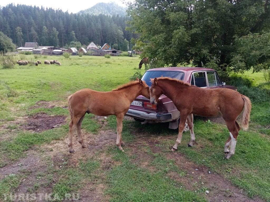 Смехотурики 2025. Автор Сергей Дёмин,  село Аскат