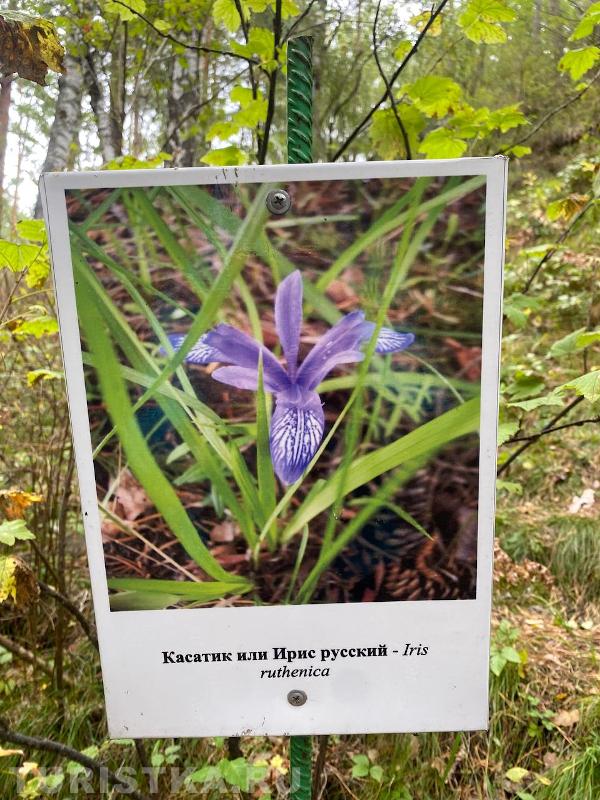 Ирис русский