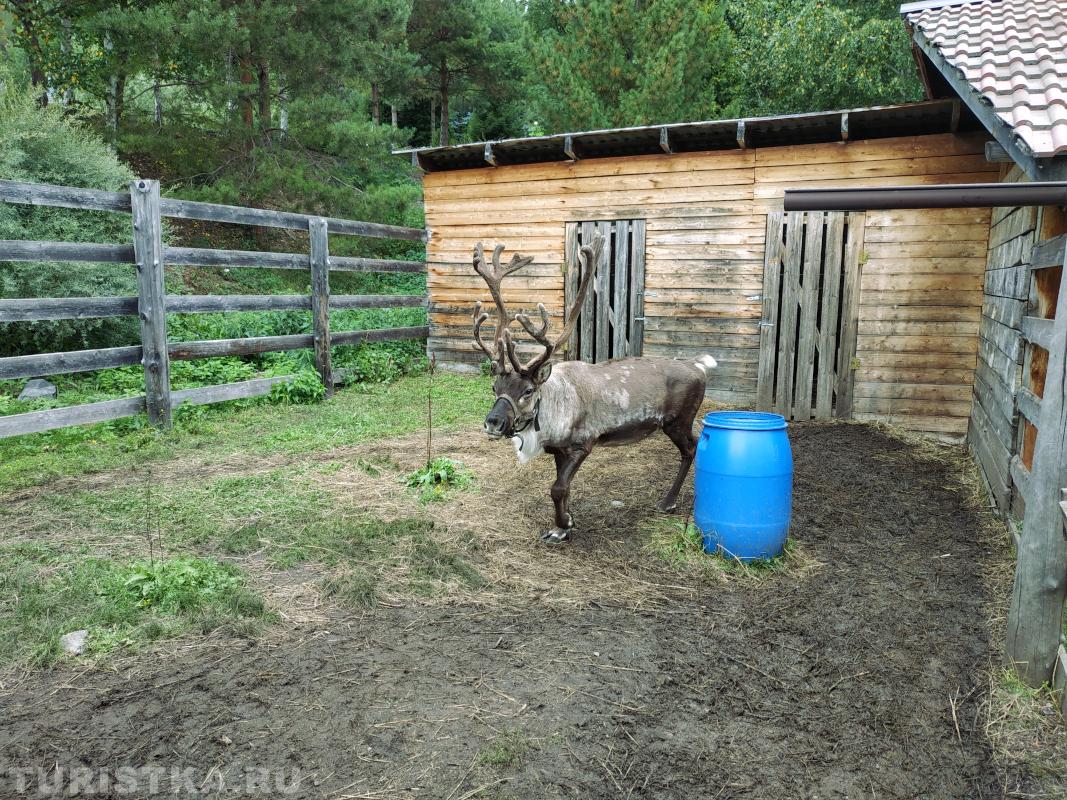 Северный олень