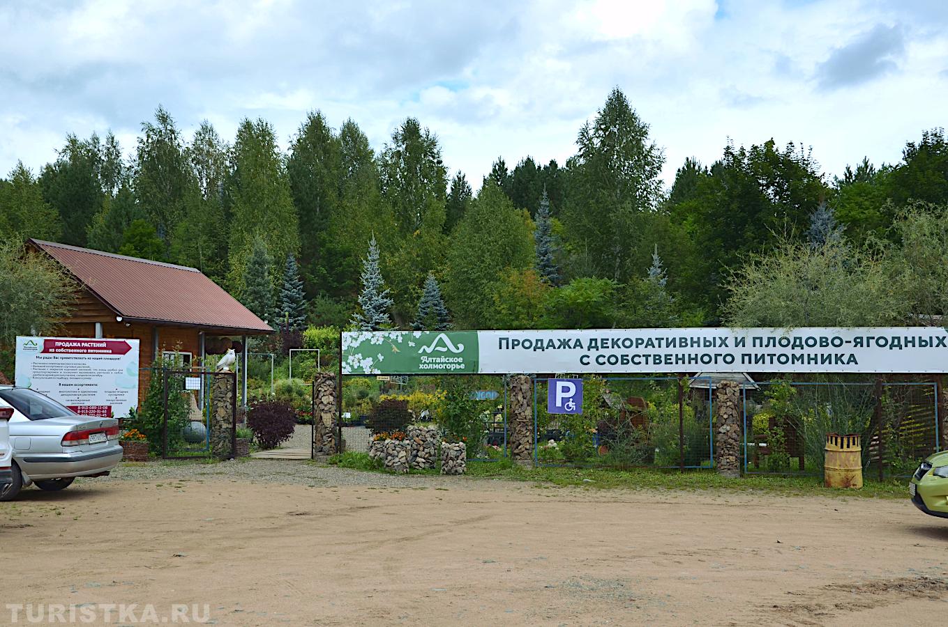 Продажа декоративных и плодово-ягодных расстений питомника