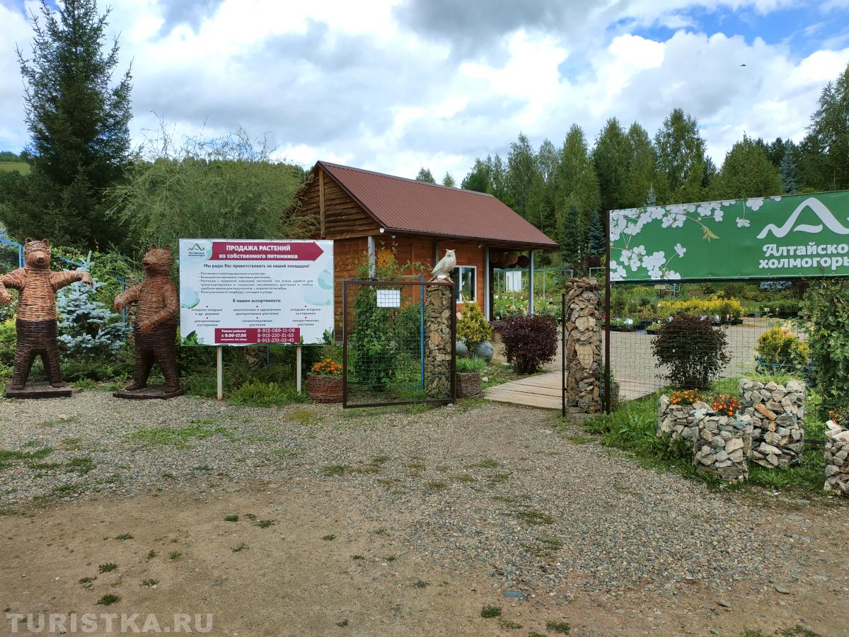 Продажа декоративных и плодово-ягодных расстений питомника