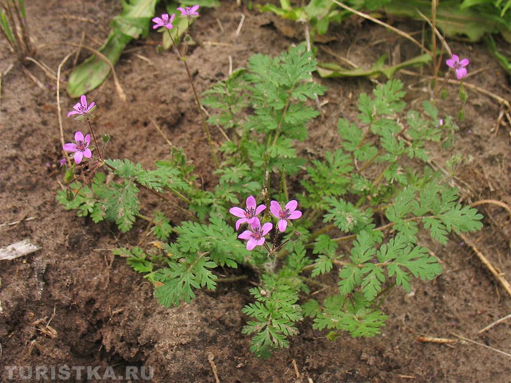 Аистник обыкновенный