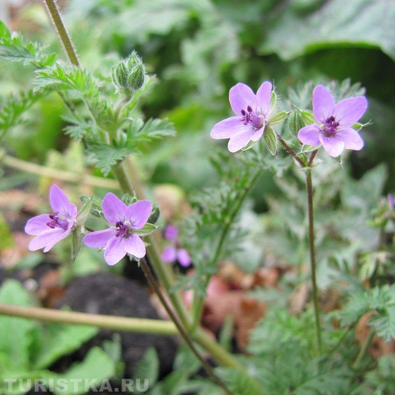 Аистник обыкновенный