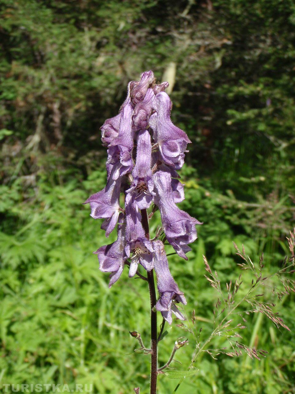 Борец Северный на Алтае