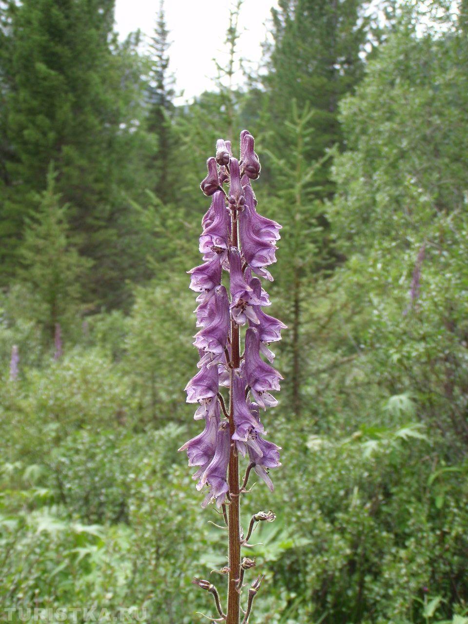 Борец Северный на Алтае