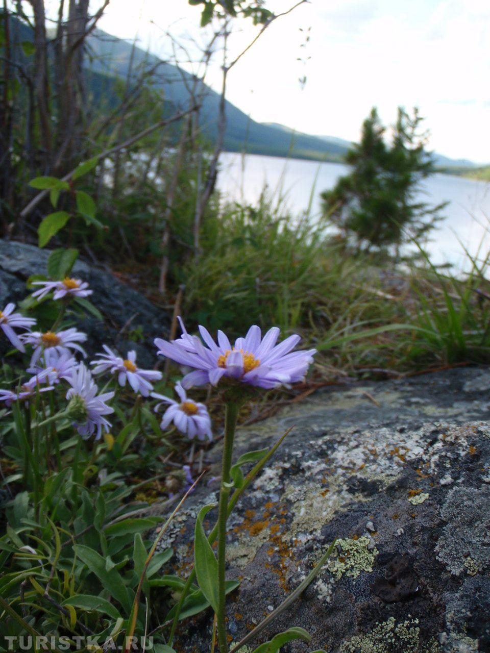 Астра Альпийская на Алтае
