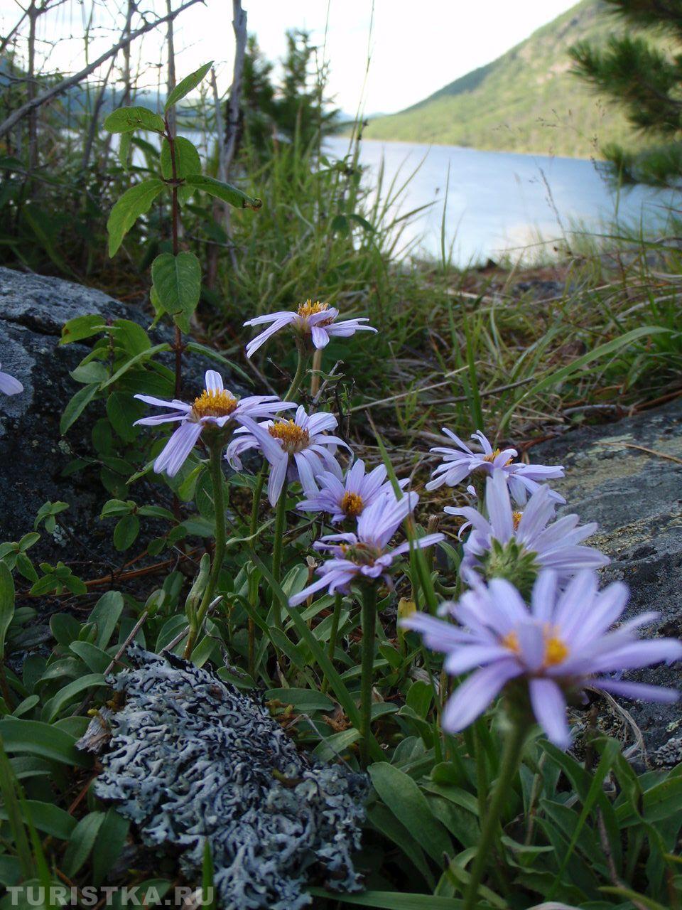 Астра Альпийская на Алтае