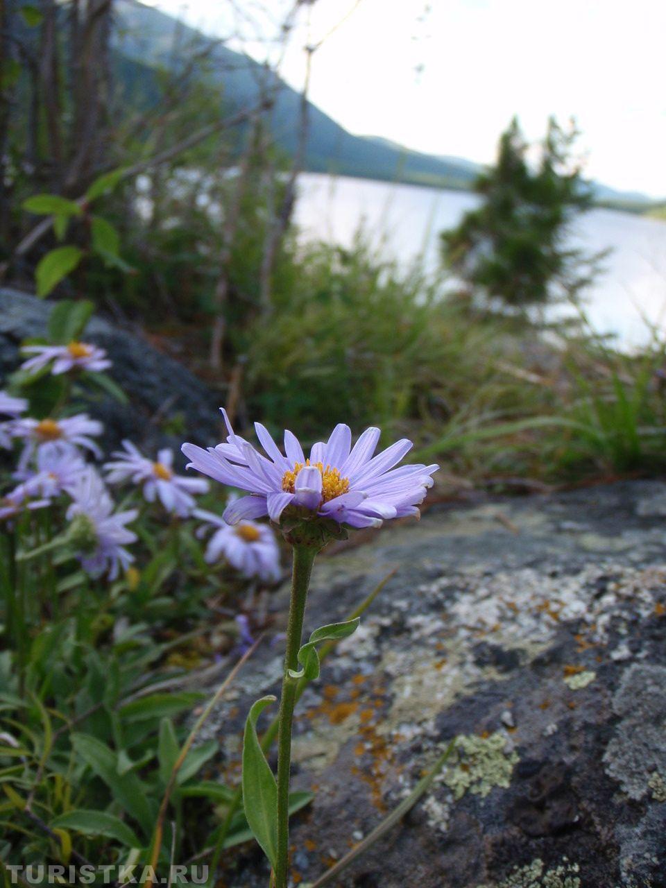 Астра Альпийская на Алтае
