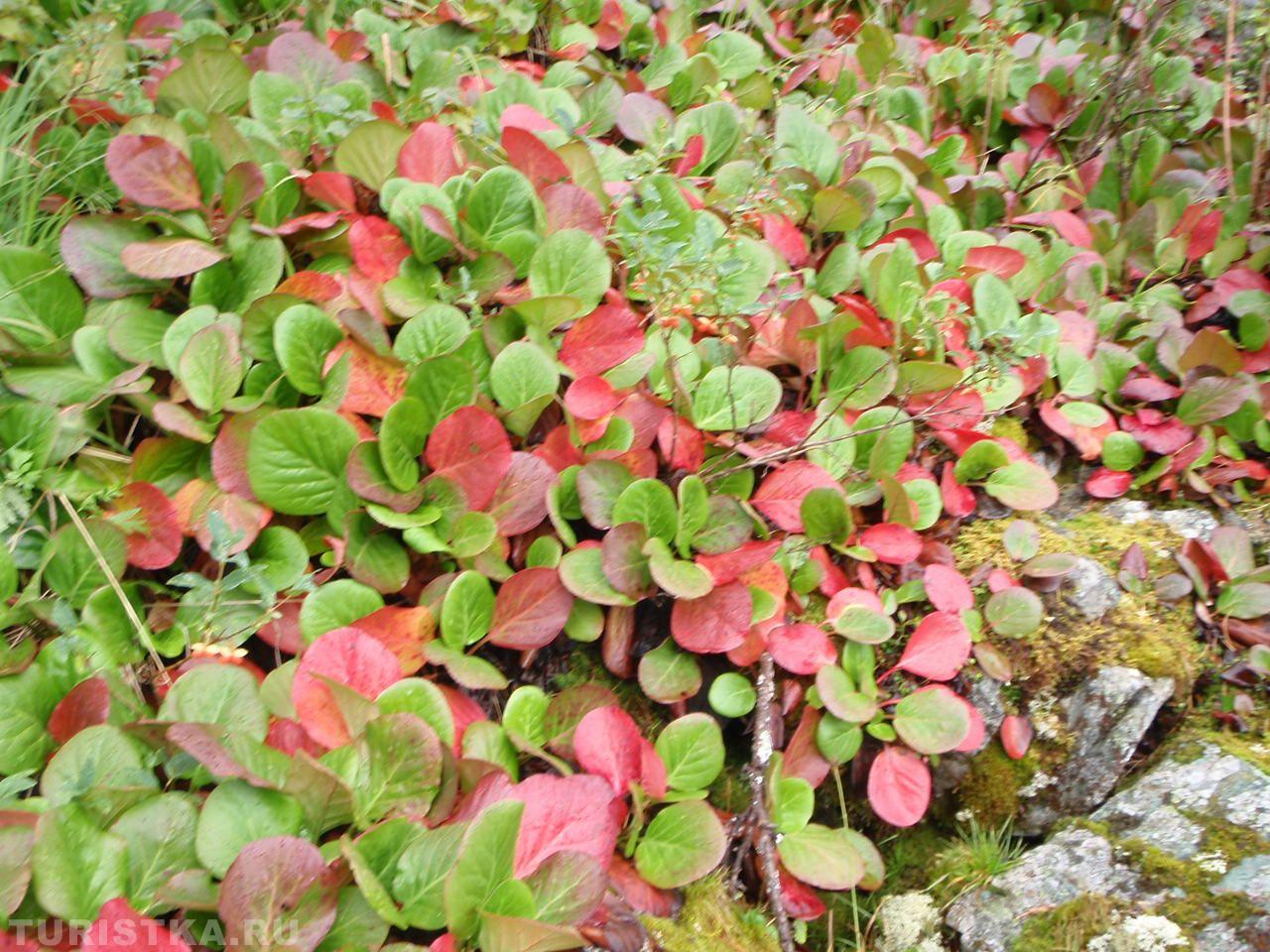 Алтай. Бадан