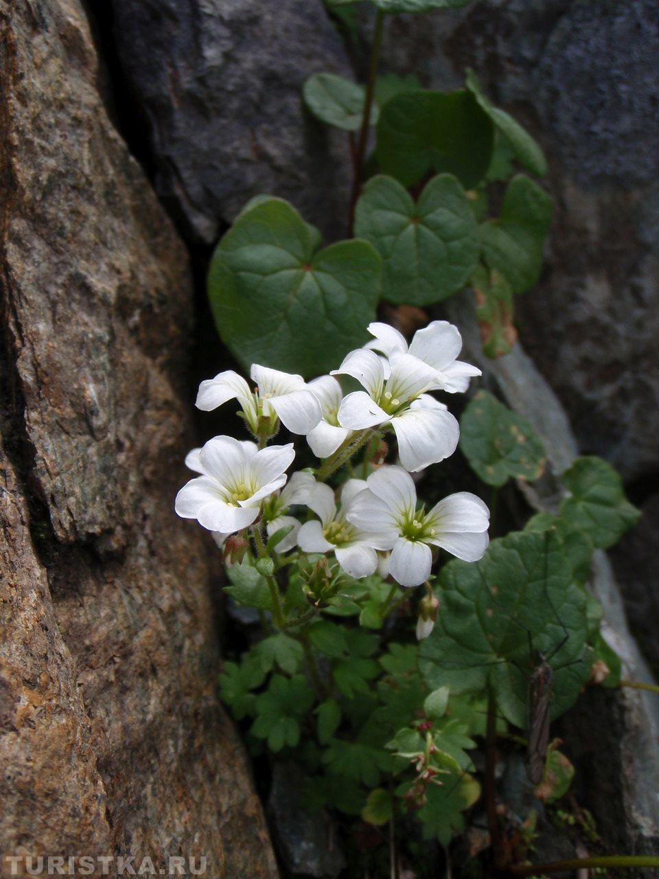 Камнеломка сибирская