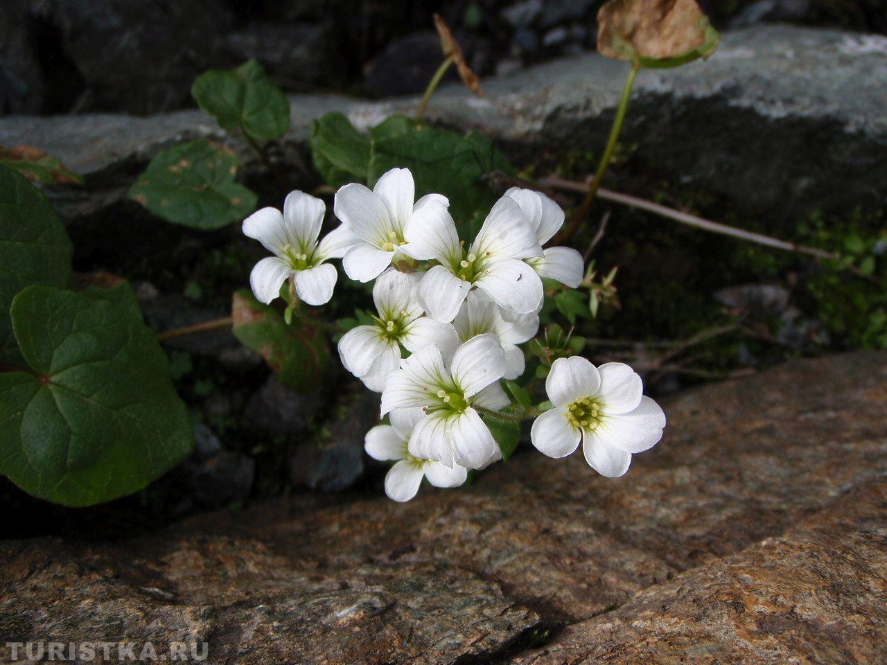 Камнеломка сибирская