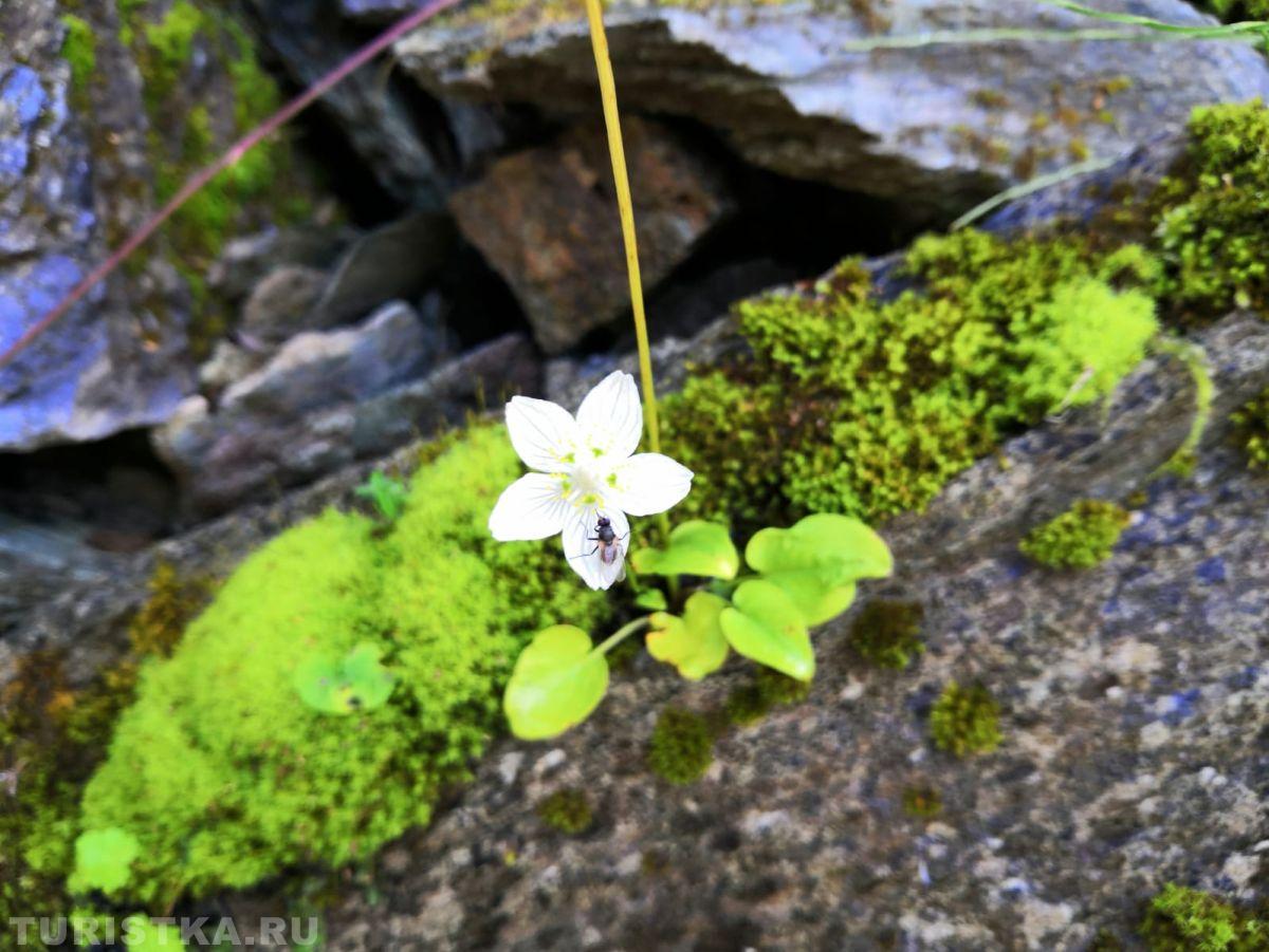 Белозор болотный на Алтае