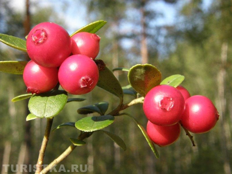 Брусника