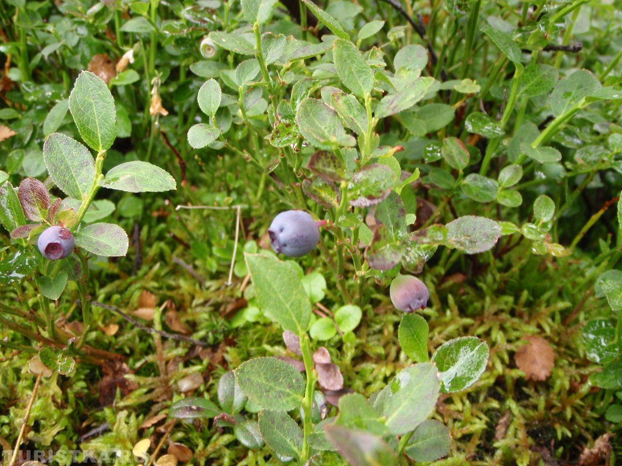 Черника на Алтае