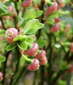 Черника на Алтае