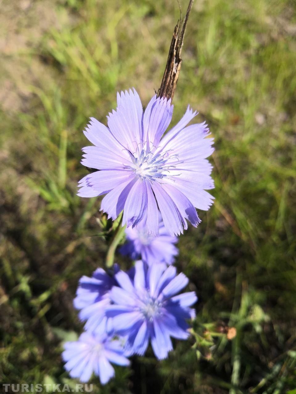 Цикорий