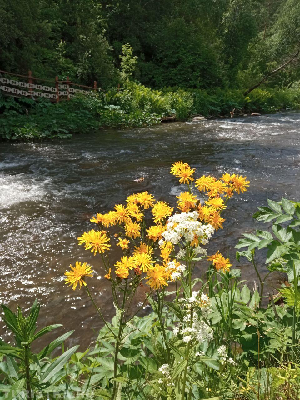 Скерда болотная