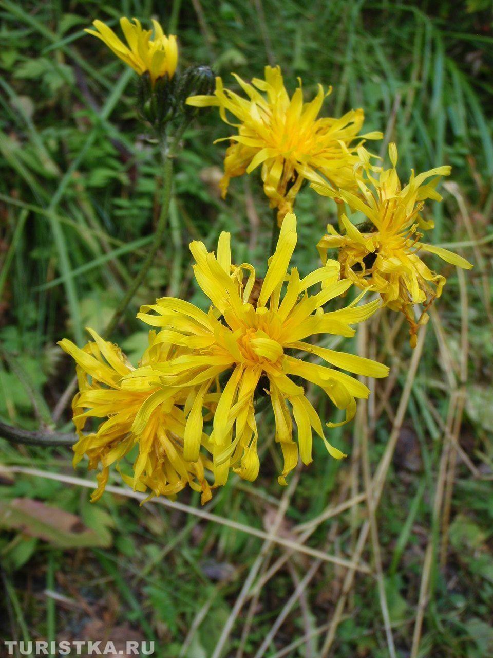 Скерда болотная