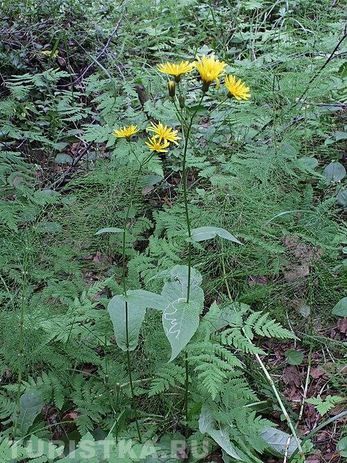 Скерда болотная