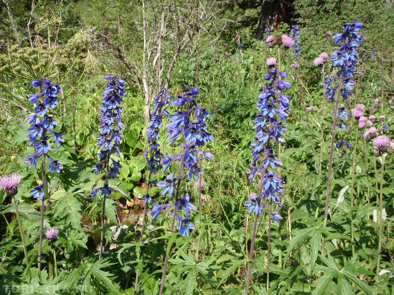 Дельфиниум на Алтае