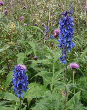 Живокость (Дельфиниум) на Алтае