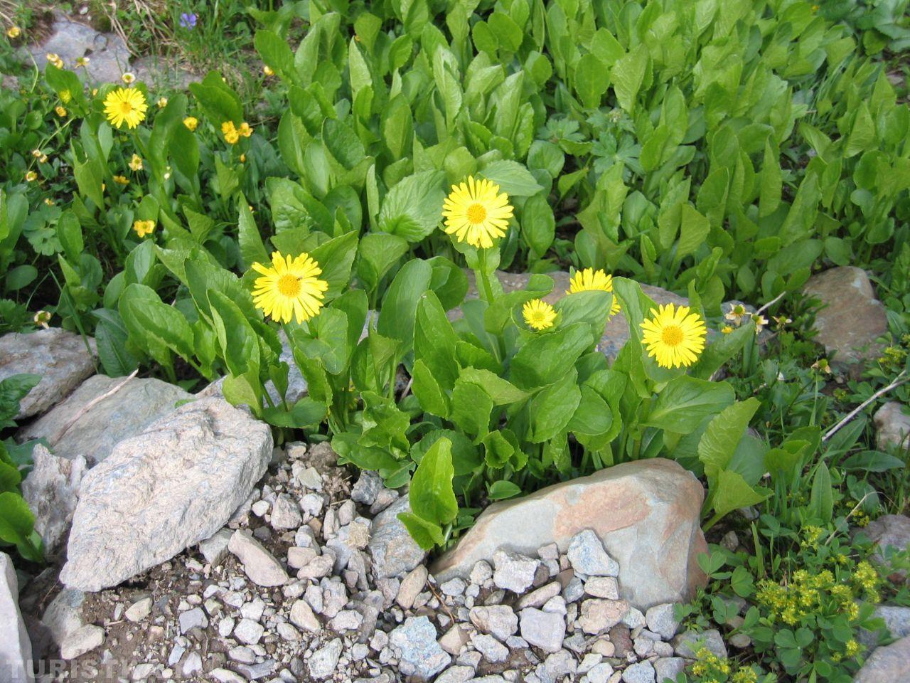 Дороникум на Алтае