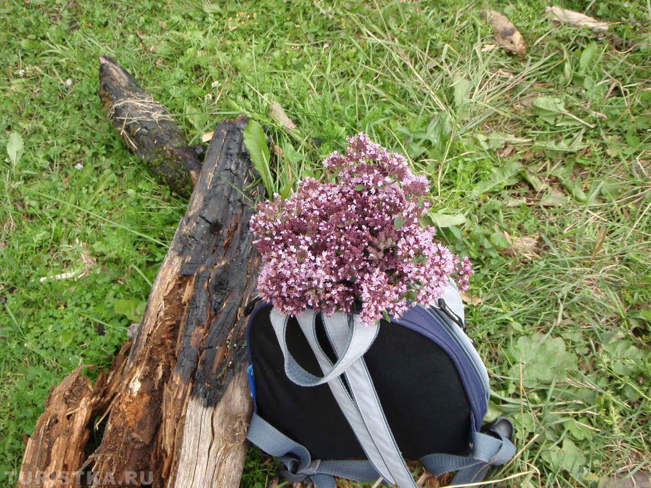 Душица на Алтае