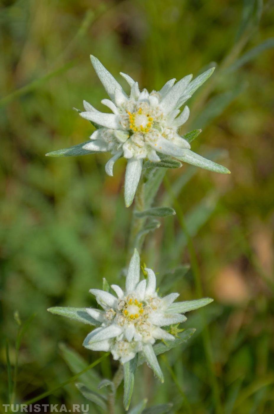 Эдельвейсы на Алтае