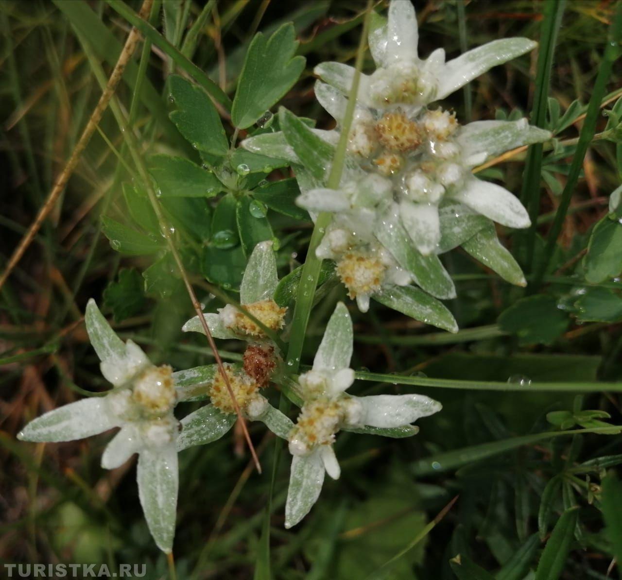 Эдельвейсы на Алтае