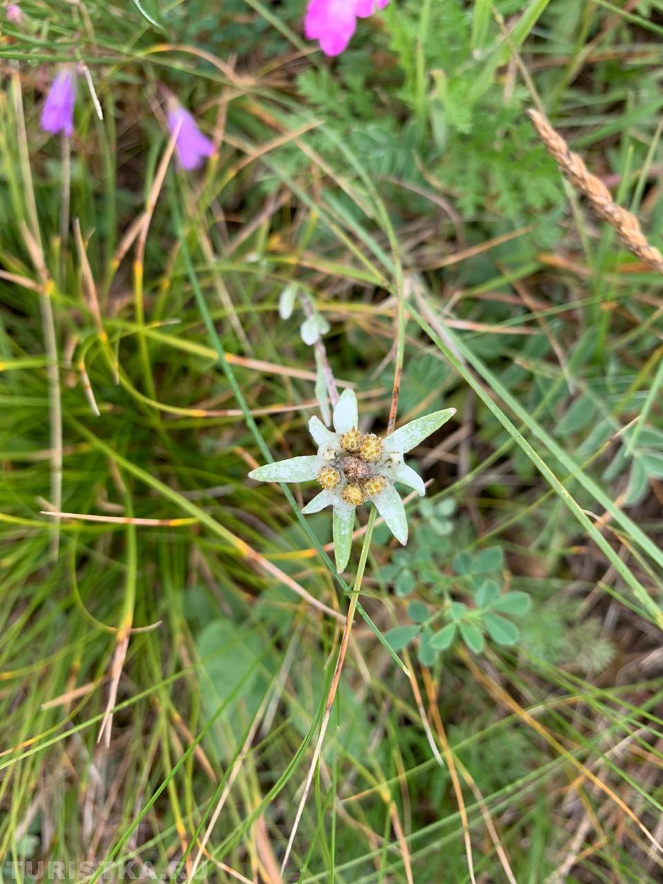 Эдельвейсы на Алтае