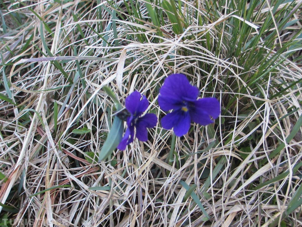 Фиалка алтайская