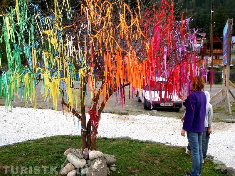 Дерево желаний: фото и описание достопримечательностей от специалистов «Роза Ветров»
