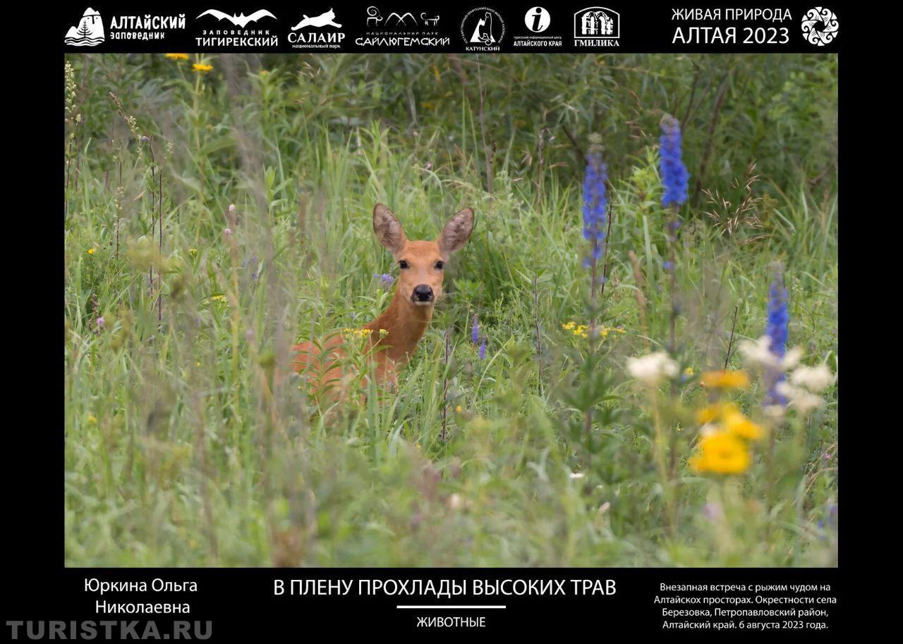 XV Юбилейная фотовыставка "Живая природа Алтая"	